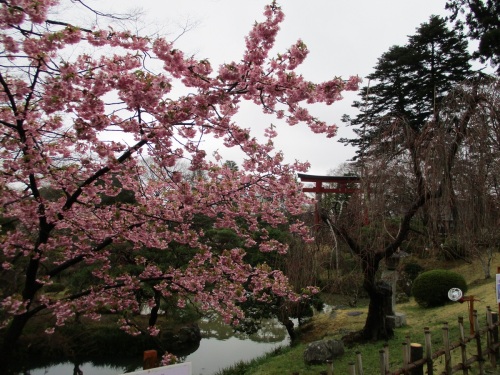 鹽竈神社の桜