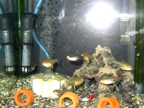 熱帯魚-1.jpg