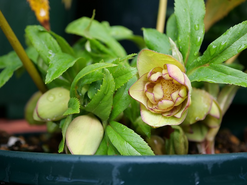 7th ブラウニーダブル開花 | 植物男子ツボニワー - 楽天ブログ