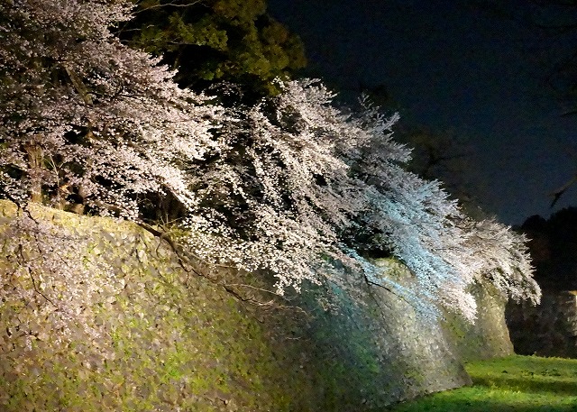 名古屋城の夜桜 金シャチ横丁 がオープンしました 幸せに日向ぼっこ 楽天ブログ