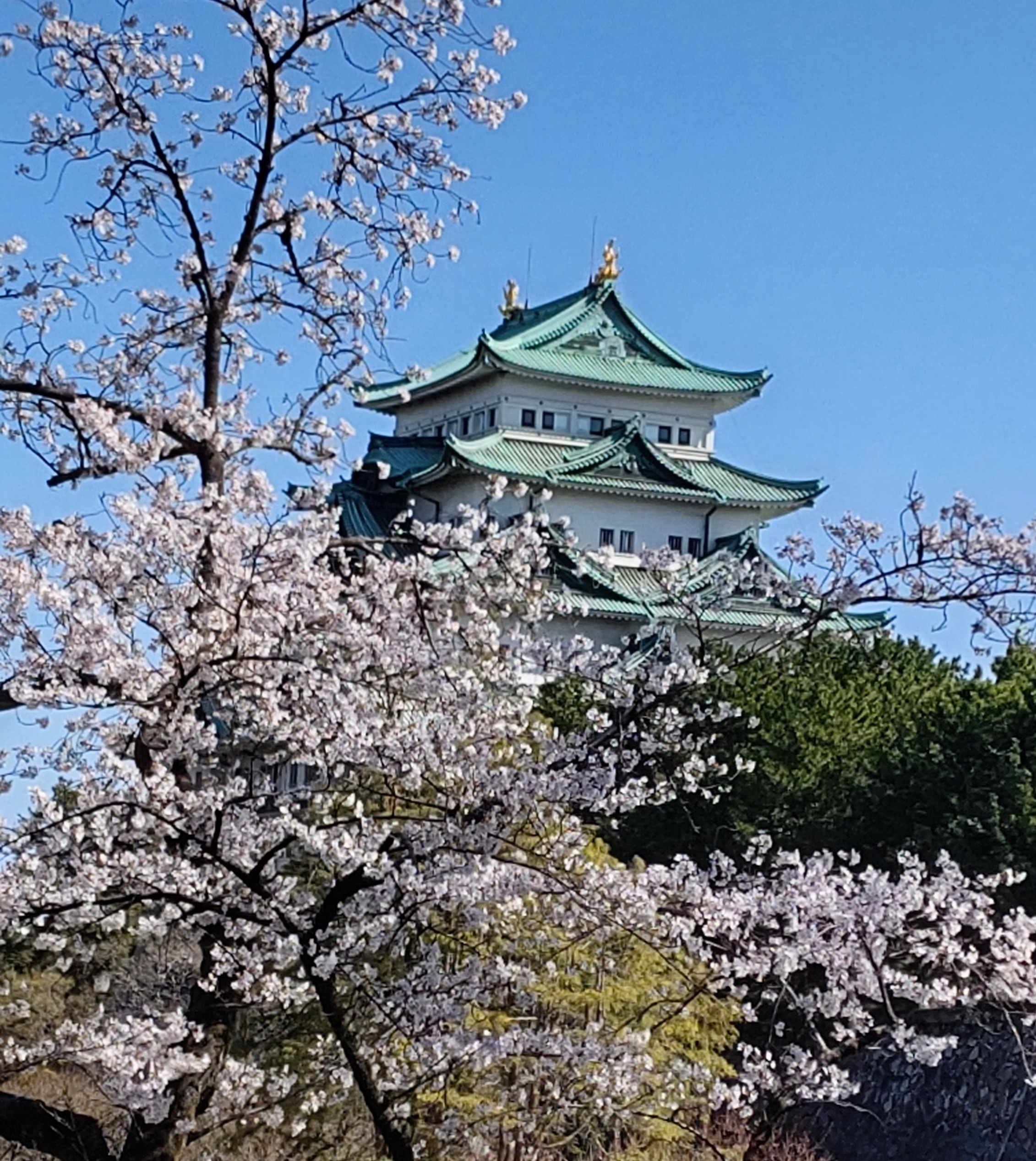 桜 2025〜名古屋城 | 幸せに日向ぼっこ - 楽天ブログ