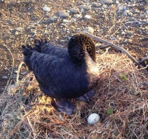 C:\fakepath\DVC00326 (1).jpg