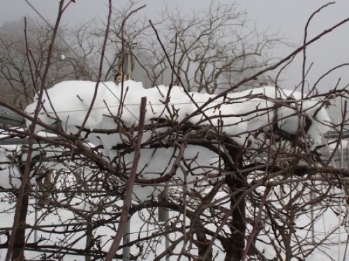 P1050007木の上の積雪 サイズ変更.JPG