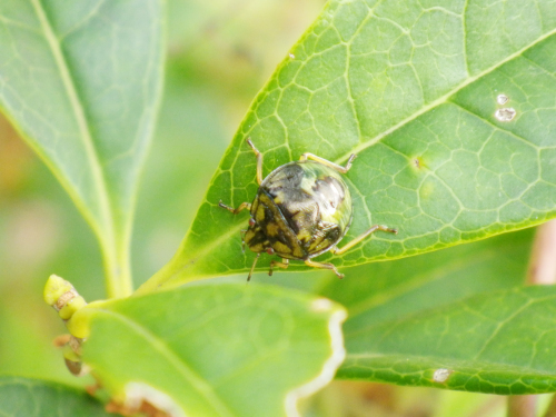 チャバネアオカメムシの幼虫