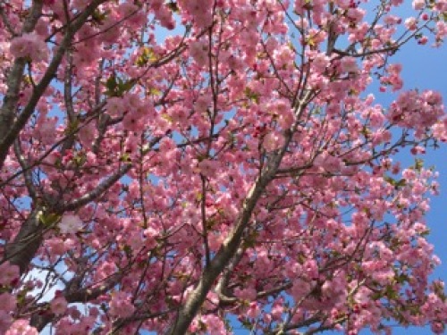 庭の桜満開2.jpg