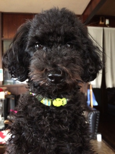 IMG_0525 - コピー.JPG