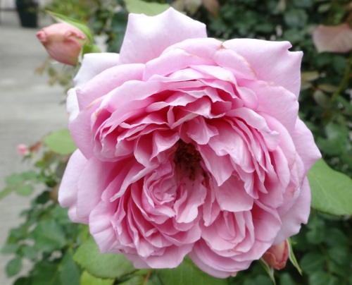 DSC00803.jpg