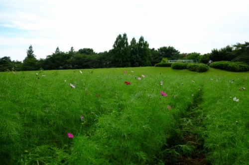 11.Sep.2017 OMIYA HANANOOKA-2.jpg