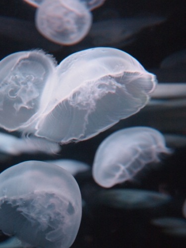 クラゲ.jpg