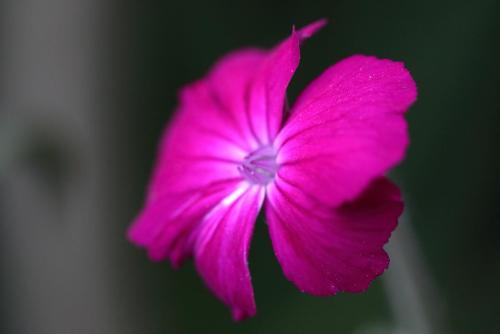 20170611 スイセンノウ.jpg