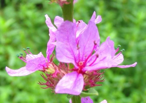 20140802 不明2.jpg