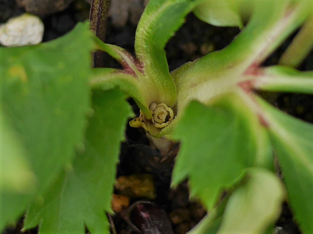 3年目のシケ花 | 植物男子ツボニワー - 楽天ブログ