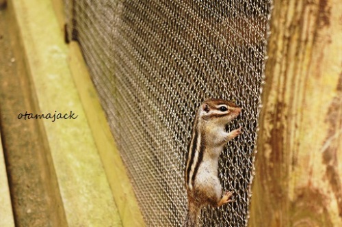 シマリス２.JPG