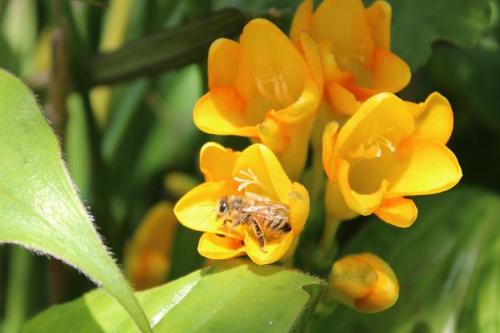 20150418 フリージア7.jpg