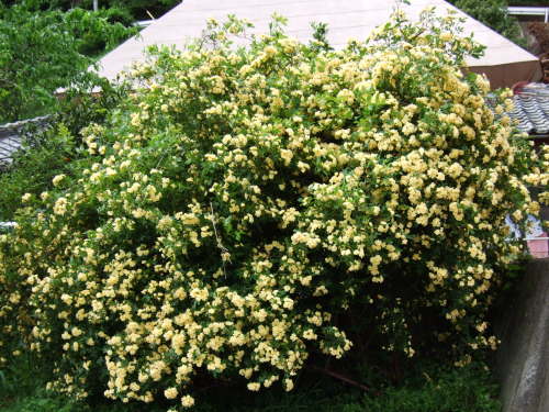 DSCF3033.JPG