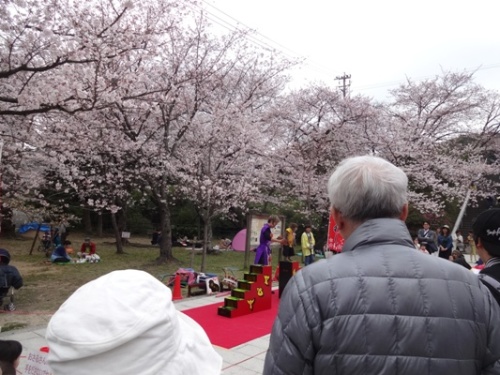 3.2016年桜 西公園.JPG