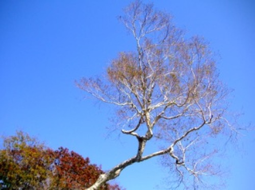 10-12,那須高原、白河、南湖公園015.jpg