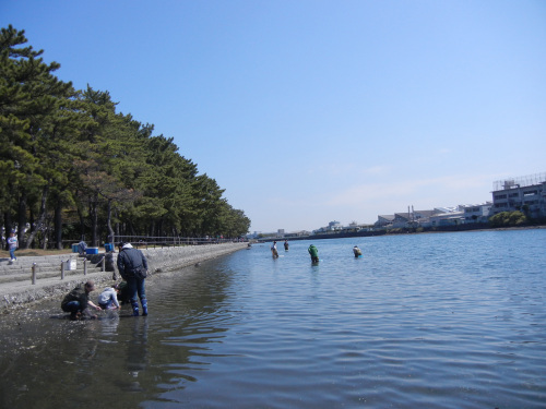 130413潮干狩り950.jpg