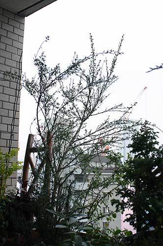 20120509エニシダ.jpg