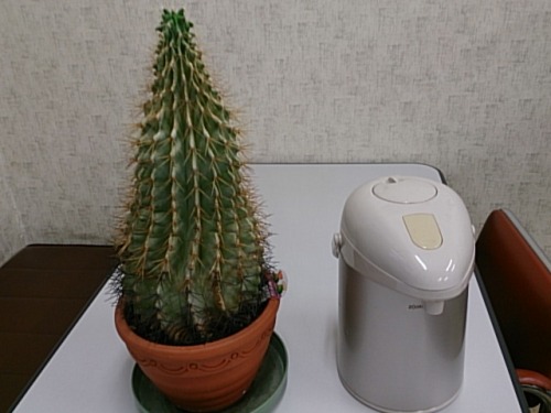 サボテン140627.jpg