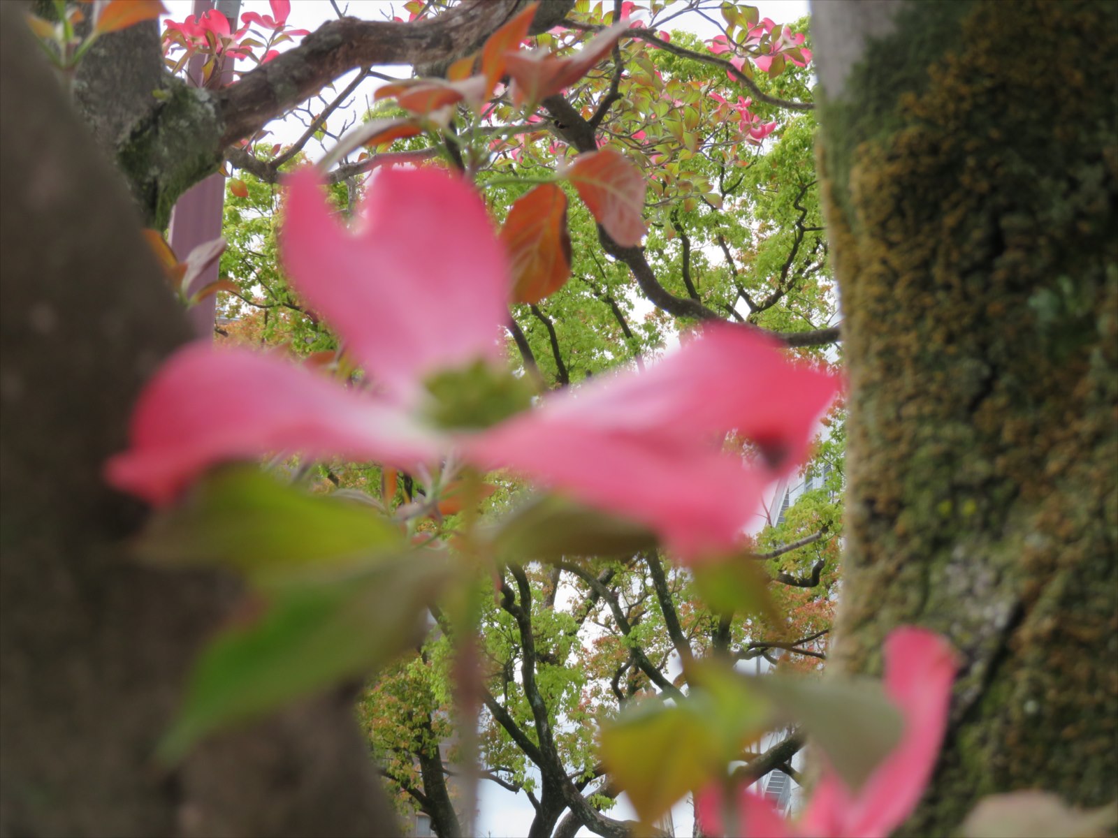 近鉄西の花水木の花 4月14日 ニンニク父さんのブログ 楽天ブログ