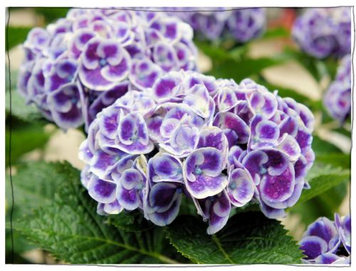 稲沢あじさいまつり 大塚性海寺歴史公園・性海寺