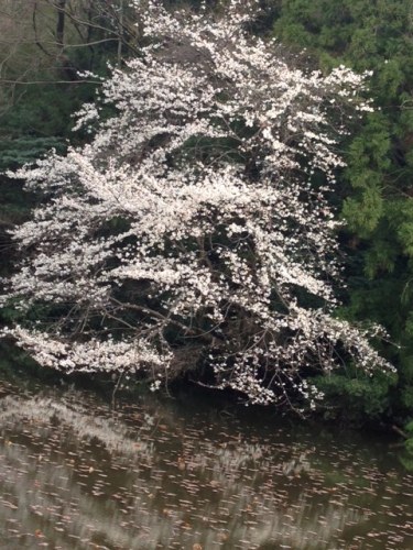20130324－2.jpeg