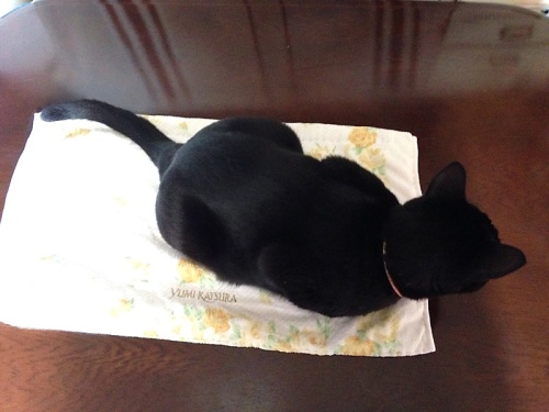 キッチンマットと黒猫.jpg