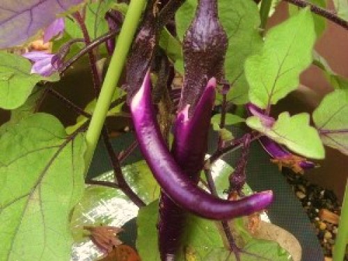 DSCN9081 (300x225).jpg