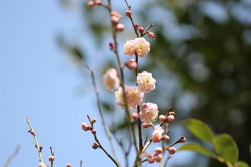 20150228 梅3.jpg