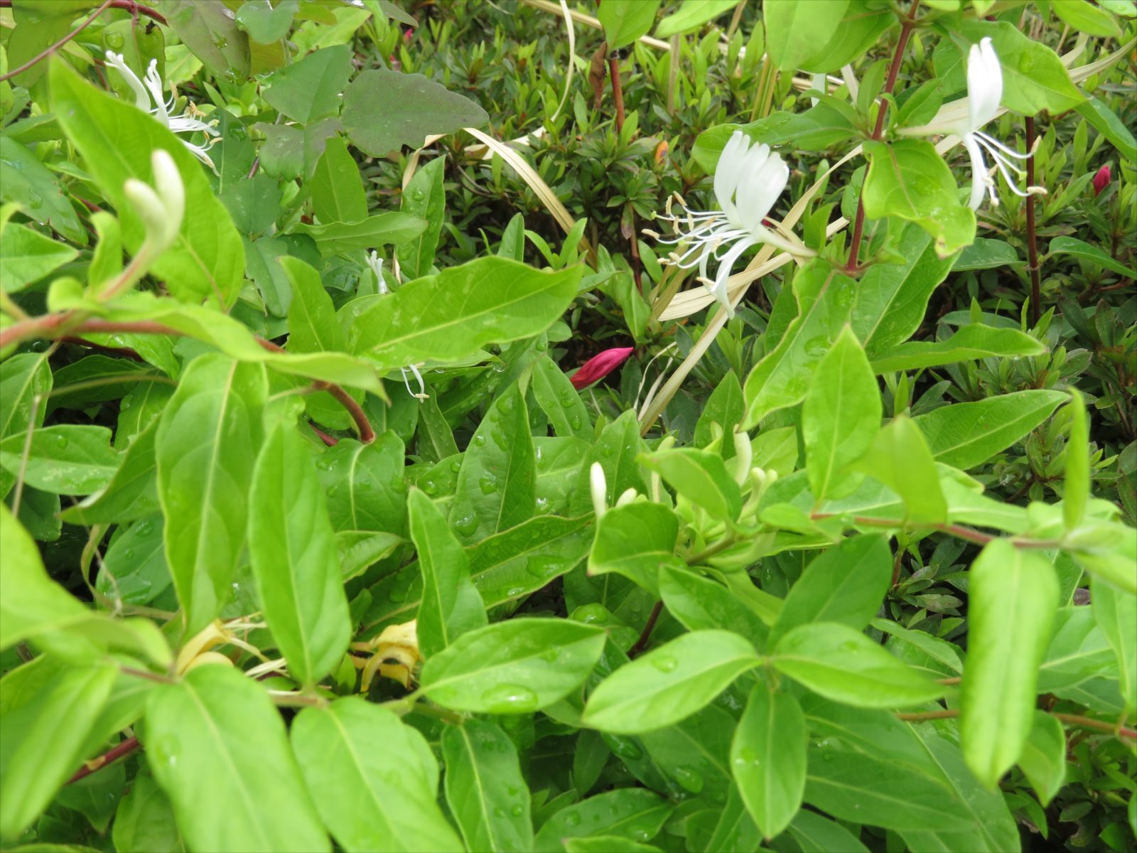 名も知らぬつる草の花 5月17日 ニンニク父さんのブログ 楽天ブログ