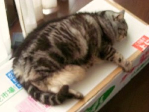 DSCN5915 (300x225).jpg