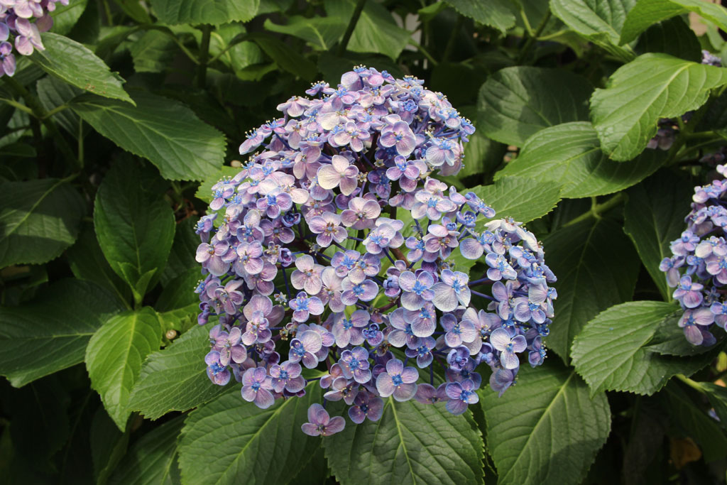 Hydrangea10.JPG