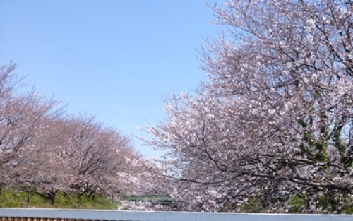 桜.JPG