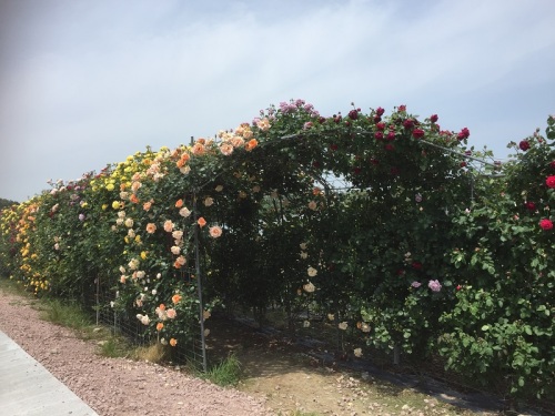 2016-05-08 12.03.38.jpg