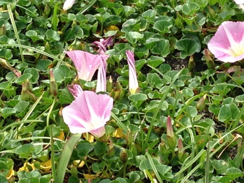 ハマヒルガオ2.JPG