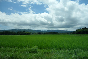 朱鷺25.jpg