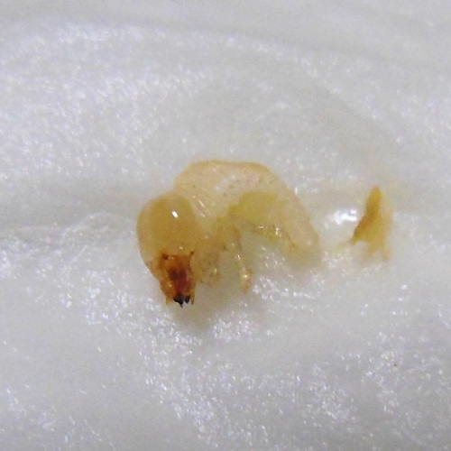 hB5ACα (3).JPG