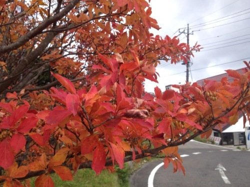 紅葉を探すライト?！20.jpg