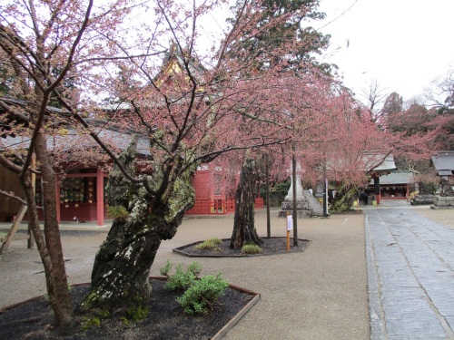 鹽竈神社の桜