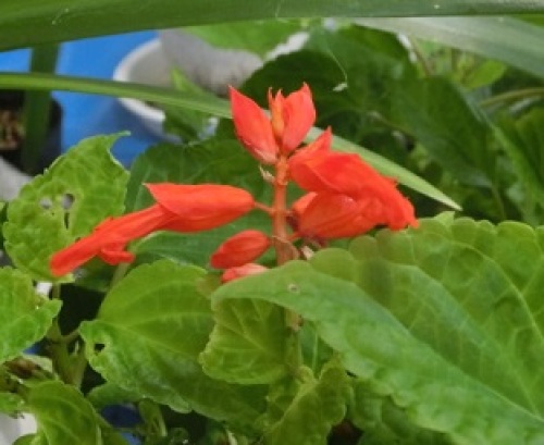 salvia160122-1.jpg