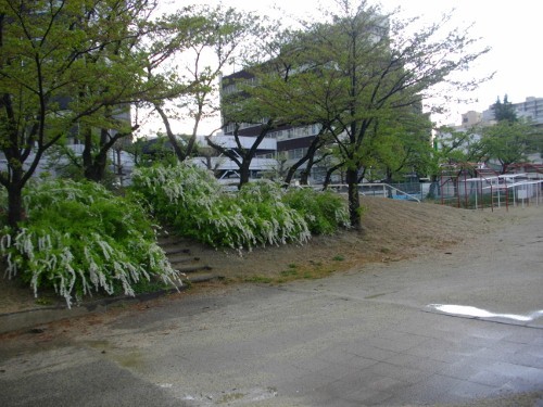 福島城二の丸土塁 (500x375).jpg