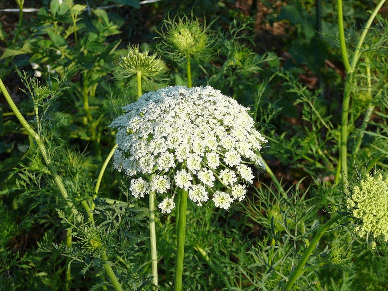 野菜の花 食養研究家 ハトムギ博士 岡田幸子ｂｌｏｇ 楽天ブログ