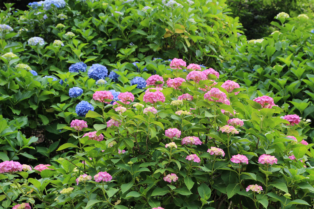 Kamakura2017061112.JPG