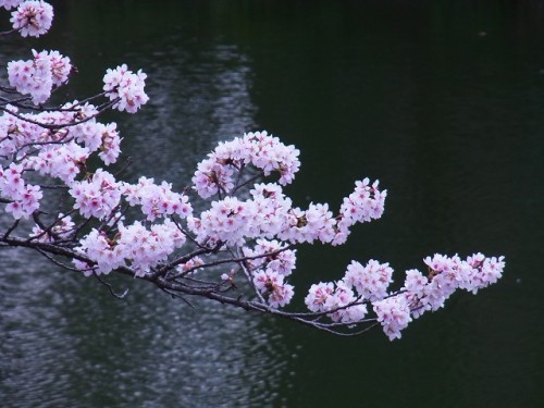 篠山さくらお菓子の里 (83)0108.jpg