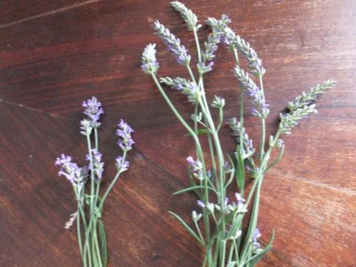 30 venerdi lavanda.jpg