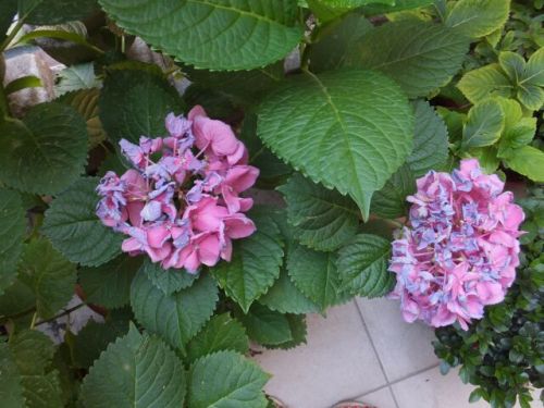 12 giovedi ortensia.jpg