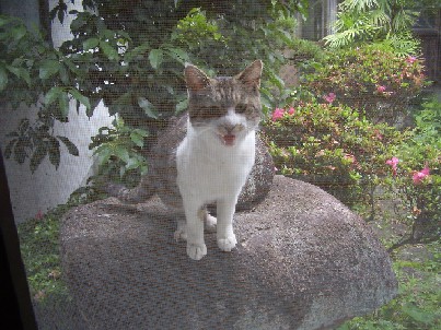 外猫　 2008.06,17 002.jpgブログ.jpg