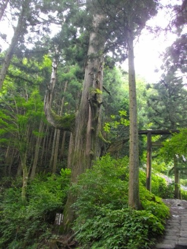 大岳山天狗の腰掛杉 (375x500).jpg