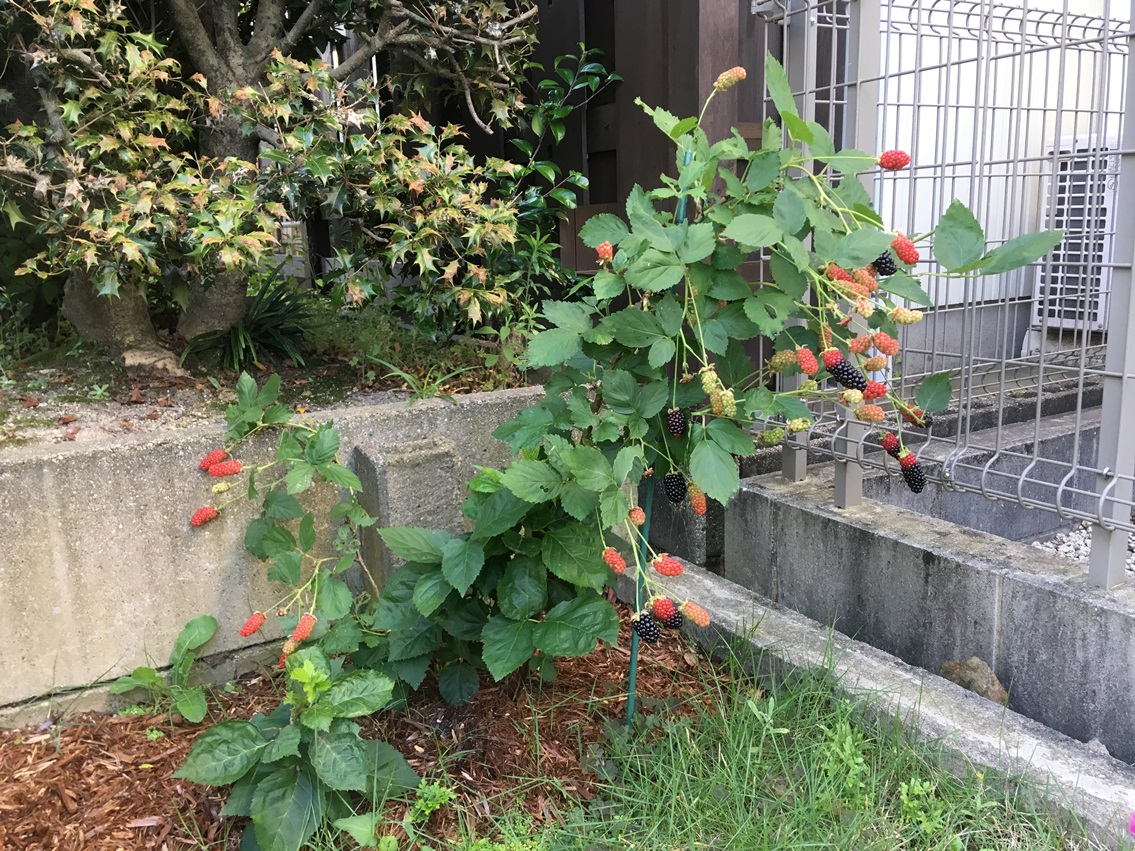 18年度ブラックベリーの収穫 ゆずちゃんの庭 楽天ブログ